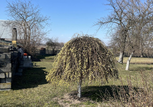 kwitnąca wierzba z baziami kotkami