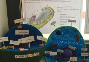 Przekrój przestrzenny komórki