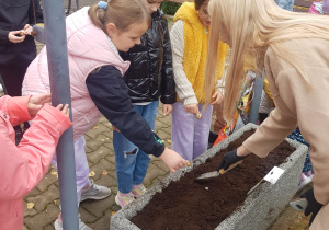 Sadzenie tulipanów w donicach