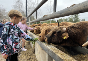 Chłopiec i dziewczynka karmią krowy
