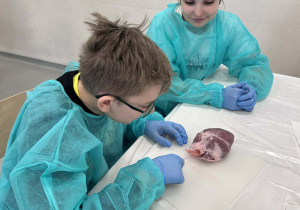 uczniowie przygotowują się do sekcji serca