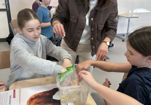 uczennice wykonują doświadczenie pokazujące, że warstwa tłuszczu chroni niedźwiedzie przed mrozem