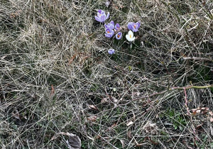 pierwsze wiosenne kwiaty