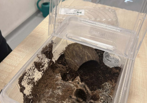 pająk Ptasznik w przenośnym terrarium