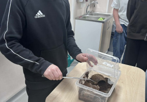 uczeń karmi pająka owadem