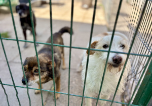 Pieski czekające na adopcję.
