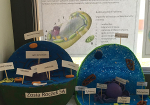 Przekrój przestrzenny komórki