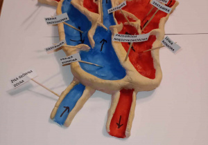 Model przestrzenny serca wykonany przez Sebastiana Kruszyńskiego